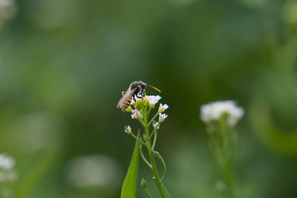 Apidae:  Nomada sp.